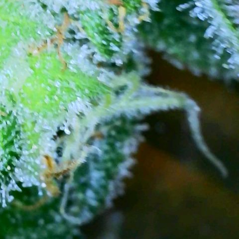 Jet Fuel Gelato growlog timeline photo