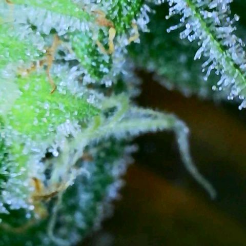 Jet Fuel Gelato growlog timeline photo