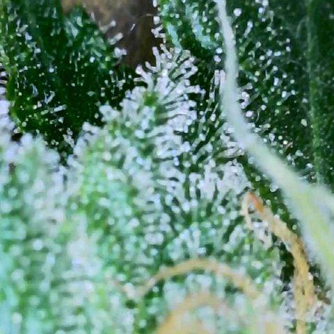 Jet Fuel Gelato growlog timeline photo