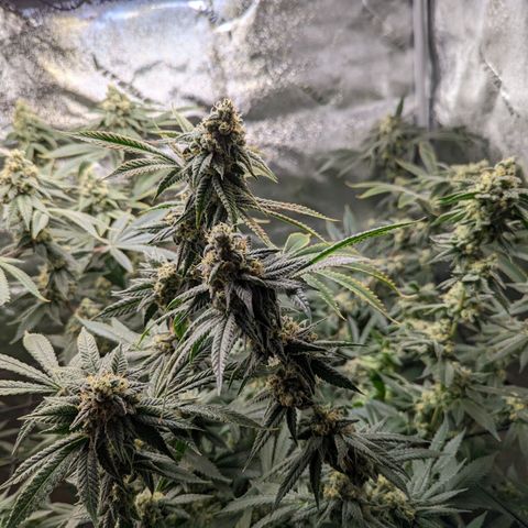 Jet Fuel Gelato growlog timeline photo