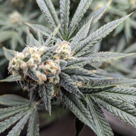Jet Fuel Gelato growlog timeline photo