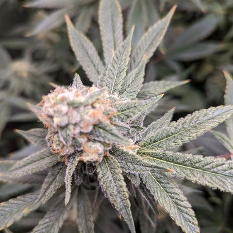 Jet Fuel Gelato growlog timeline photo