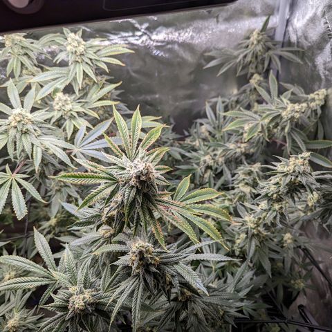 Jet Fuel Gelato growlog timeline photo