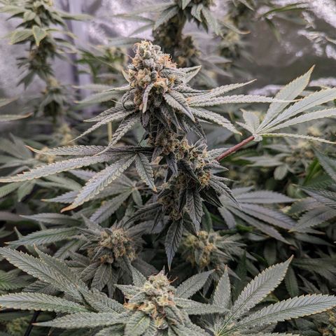 Jet Fuel Gelato growlog timeline photo