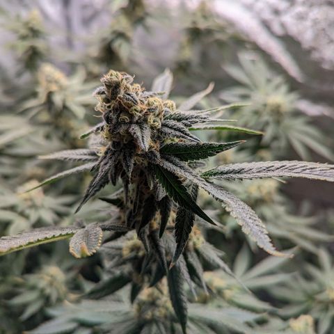 Jet Fuel Gelato growlog timeline photo