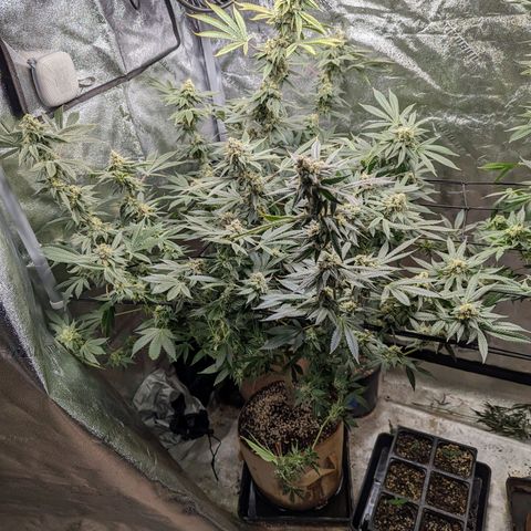 Jet Fuel Gelato growlog timeline photo