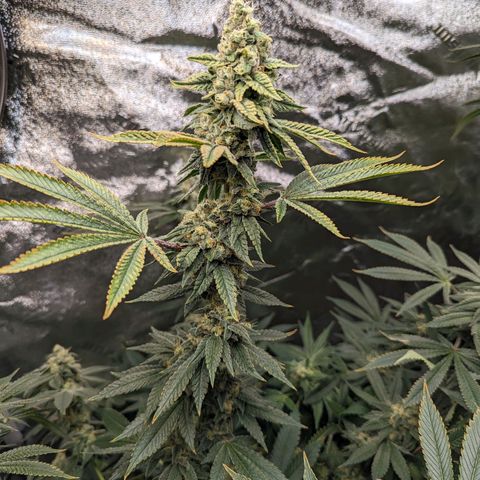Jet Fuel Gelato growlog timeline photo