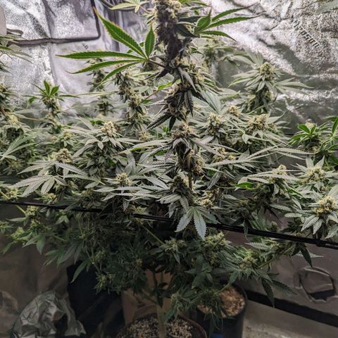 Jet Fuel Gelato growlog timeline photo