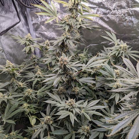 Jet Fuel Gelato growlog timeline photo