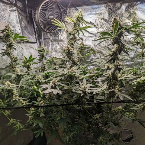 Jet Fuel Gelato growlog timeline photo