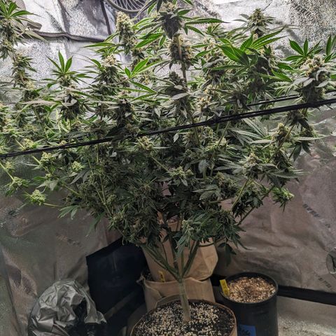 Jet Fuel Gelato growlog timeline photo