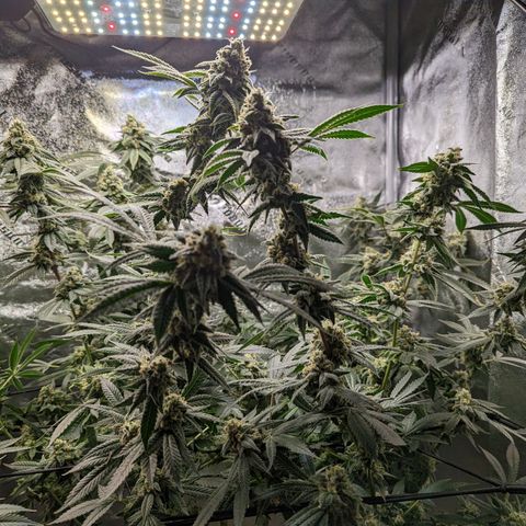 Jet Fuel Gelato growlog timeline photo
