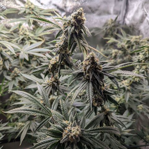Jet Fuel Gelato growlog timeline photo
