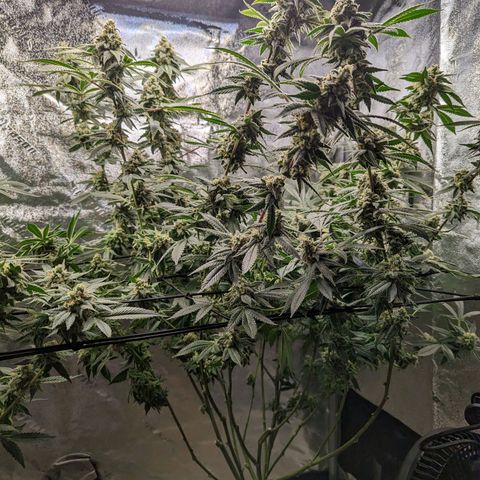 Jet Fuel Gelato growlog timeline photo