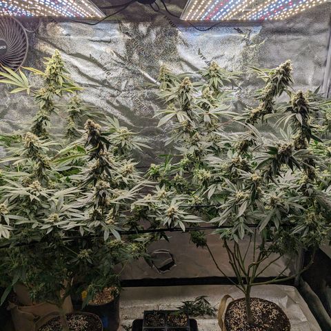 Jet Fuel Gelato growlog timeline photo