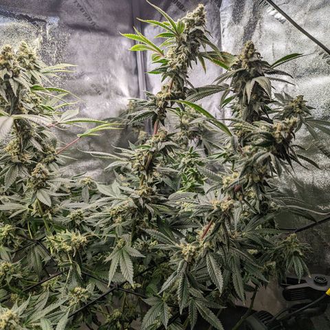 Jet Fuel Gelato growlog timeline photo