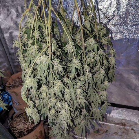 Jet Fuel Gelato growlog timeline photo