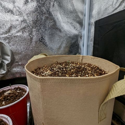 Samsquanch OG growlog timeline photo
