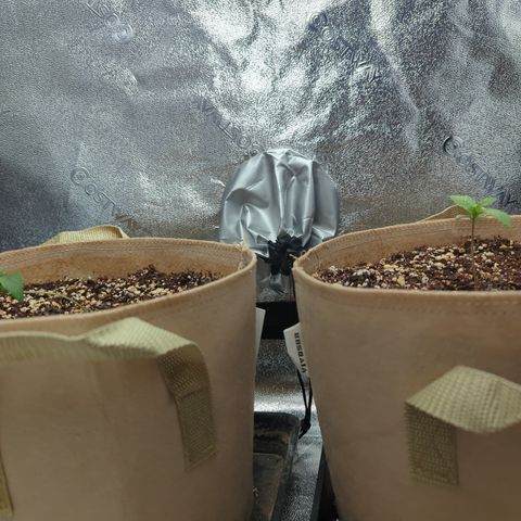 Samsquanch OG growlog timeline photo