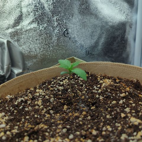Samsquanch OG growlog timeline photo