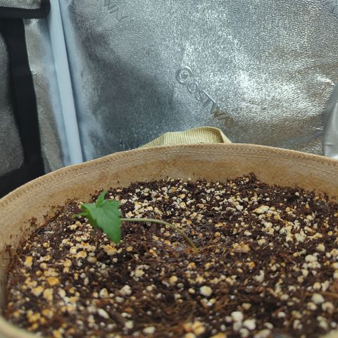 Samsquanch OG growlog timeline photo