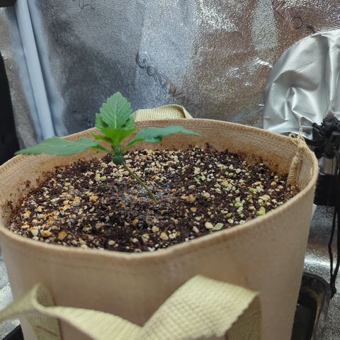 Samsquanch OG growlog timeline photo