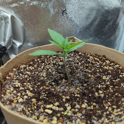 Samsquanch OG growlog timeline photo