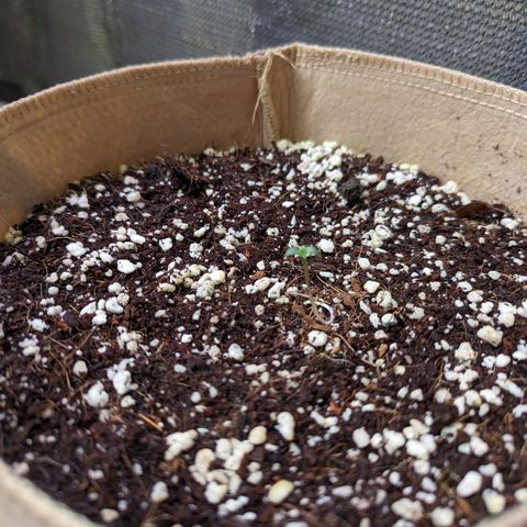 Samsquanch OG growlog timeline photo