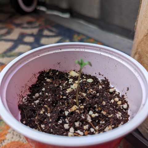 Samsquanch OG growlog timeline photo