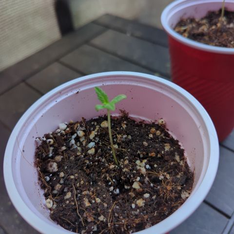 Samsquanch OG growlog timeline photo