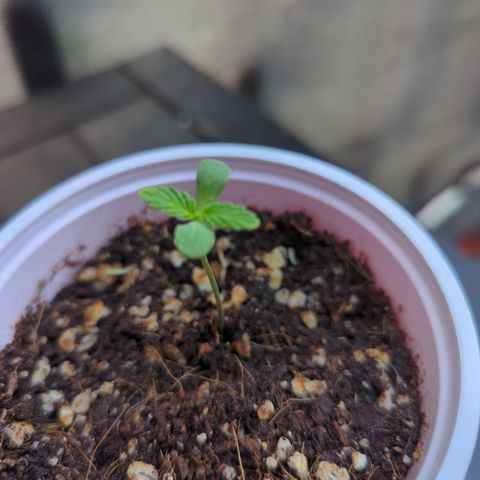 Samsquanch OG growlog timeline photo