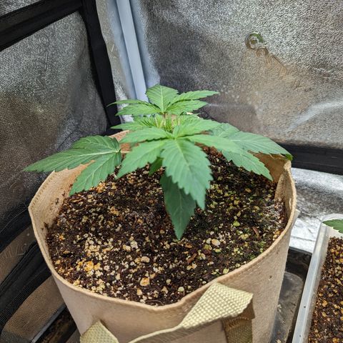 Samsquanch OG growlog timeline photo
