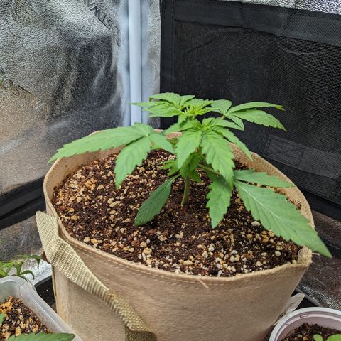Samsquanch OG growlog timeline photo