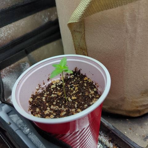 Samsquanch OG growlog timeline photo