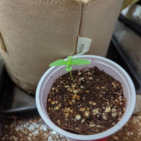 Samsquanch OG growlog timeline photo