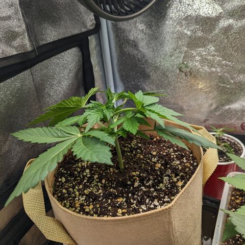 Samsquanch OG growlog timeline photo