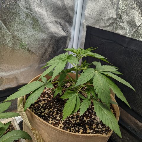Samsquanch OG growlog timeline photo