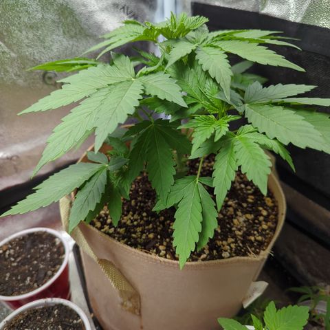 Samsquanch OG growlog timeline photo