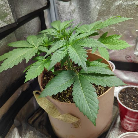 Samsquanch OG growlog timeline photo
