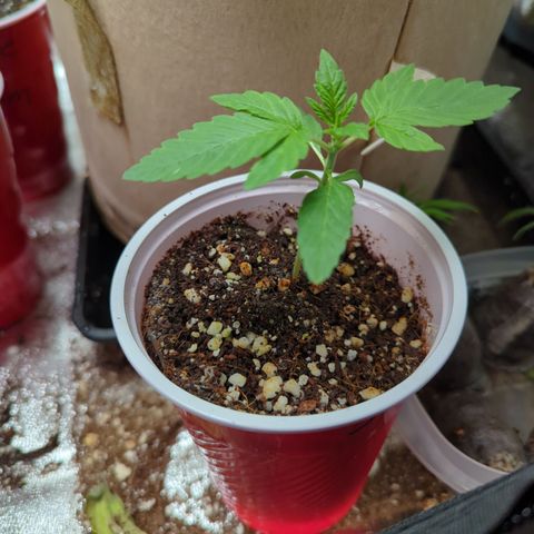 Samsquanch OG growlog timeline photo
