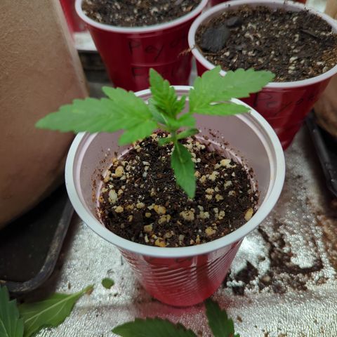 Samsquanch OG growlog timeline photo
