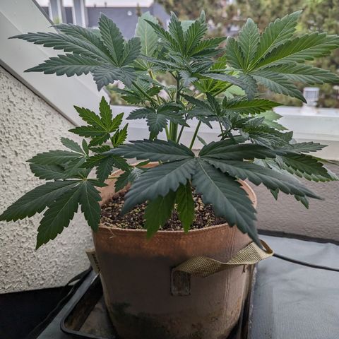 Samsquanch OG growlog timeline photo