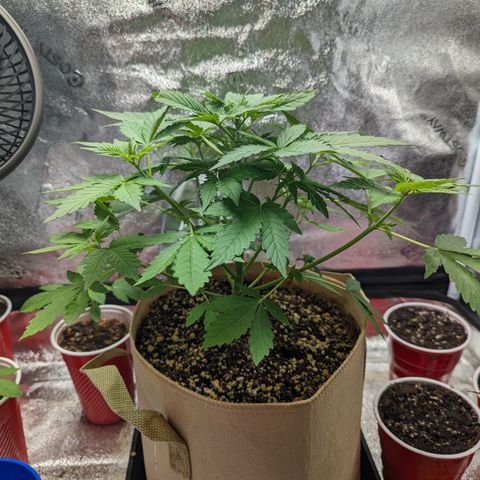 Samsquanch OG growlog timeline photo