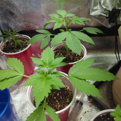 Samsquanch OG growlog timeline photo