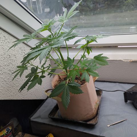 Samsquanch OG growlog timeline photo