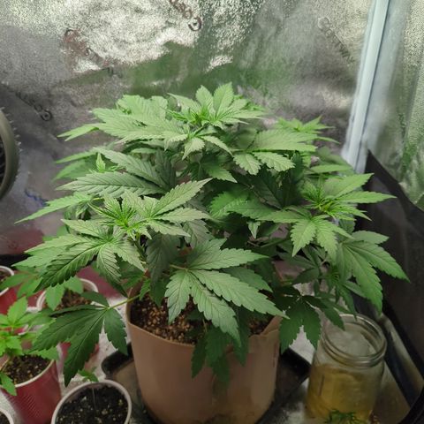 Samsquanch OG growlog timeline photo