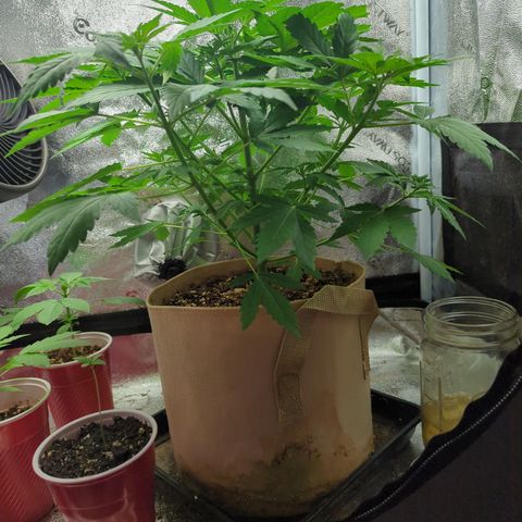 Samsquanch OG growlog timeline photo