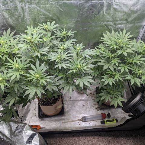 Samsquanch OG growlog timeline photo