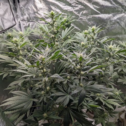 Samsquanch OG growlog timeline photo