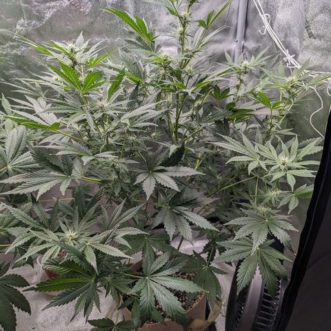 Samsquanch OG growlog timeline photo